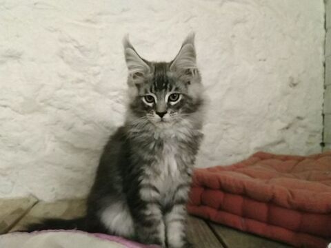 males femelles maine coon 790 07600 Vals-les-bains