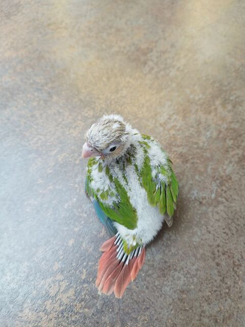  conure eam 180 69150 Dcines-charpieu