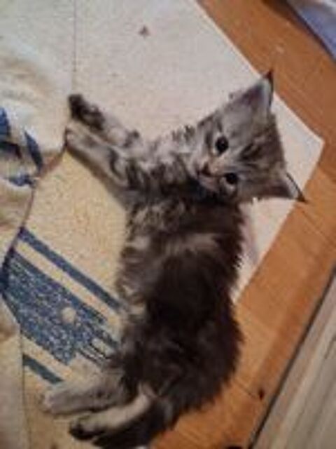  A réserver chatons mâles nés le 20 mai 2026 