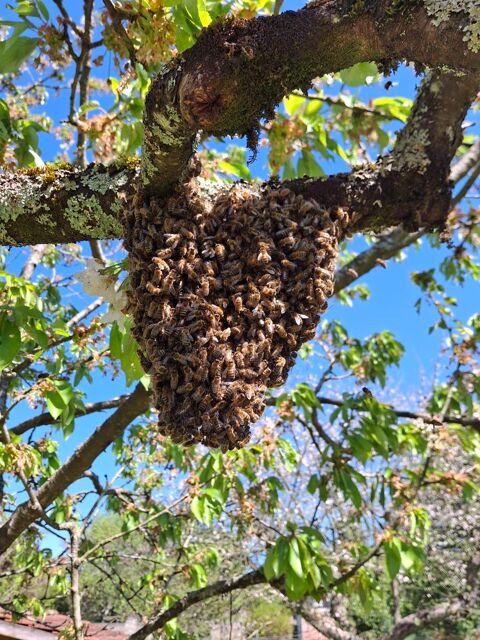  essaim d abeilles 10 54840 Gondreville