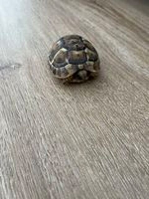   Tortue 