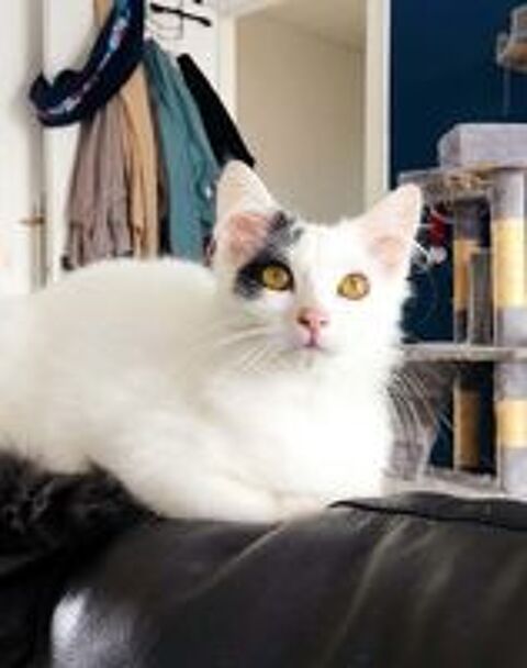   AWHI, magnifique chatonne blanche  poils mi-long  adopter via l'association UMA  