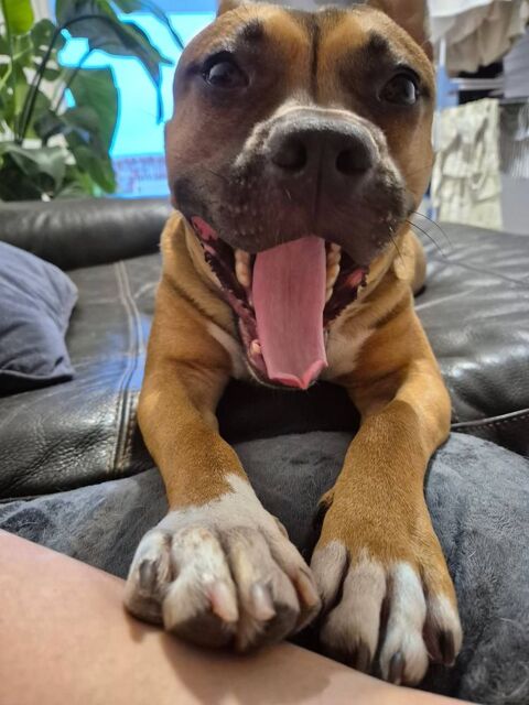 Chien ODEN &agrave; l adoption 350 34970 Lattes