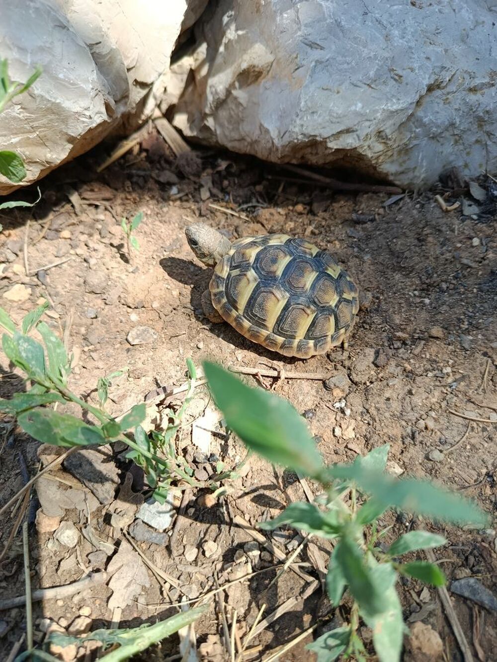   Tortues juvéniles  