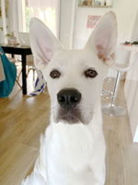   Pongo est à l'adoption! 