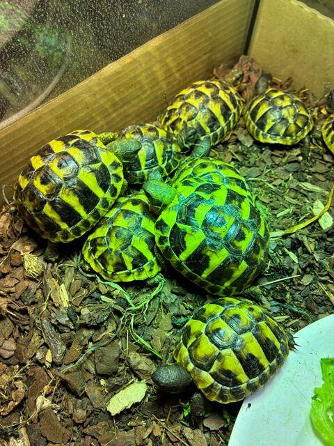 Tortues juv&eacute;niles 70 33870 Vayres
