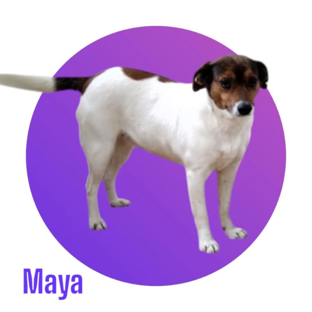   MAYA cherche sa famille pour la vie ! 