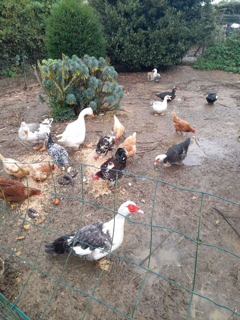 Canard dinde 20 76750 Bosc-bordel