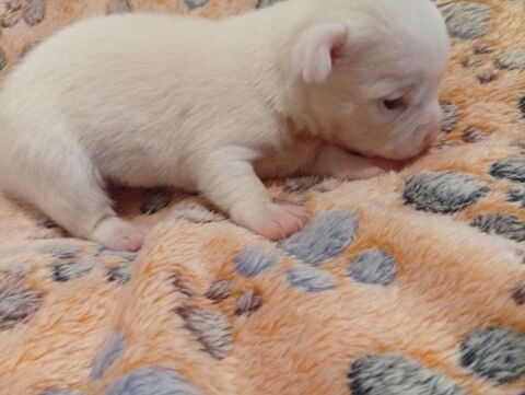 Chihuahua chiot 750 34500 Béziers
