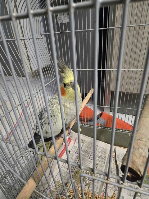 calopsite 0 20290 Lucciana