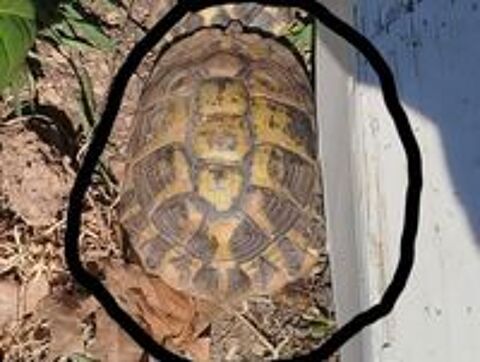   Perdu tortue  (récompense) 