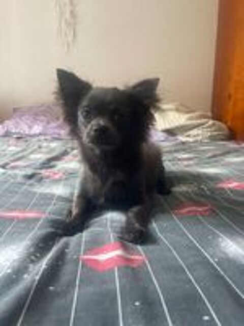   chiot chihuahua mâle bleu 