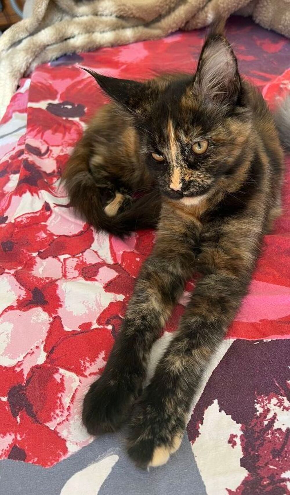   Maine Coon Tortie 
