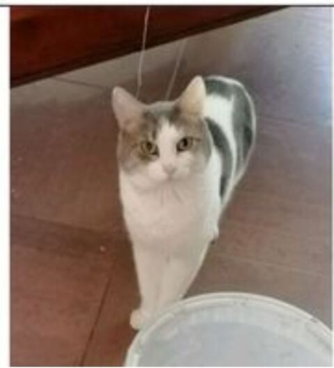 CHARLIE MALE 4 ANS  CASTRE EN FAMILLE D'ACCEUIL  EN ILE DE FRANCE  A ADOPTER 0 75018 Paris