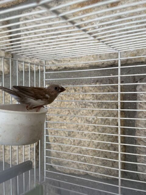 Oiseau moineau du japon 10 93330 Neuilly-sur-marne
