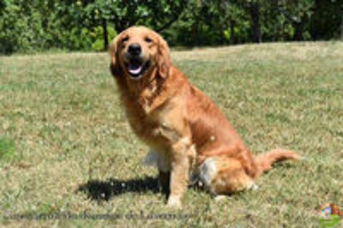   Golden retriever LOF pour saillie 