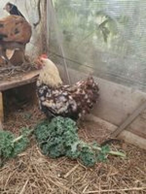   Coq 
