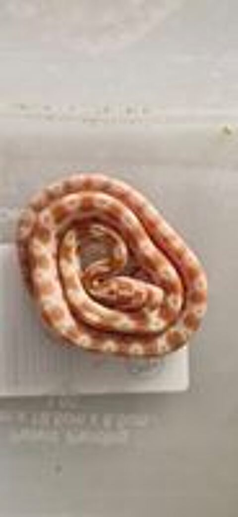   Pantherophis guttatus  