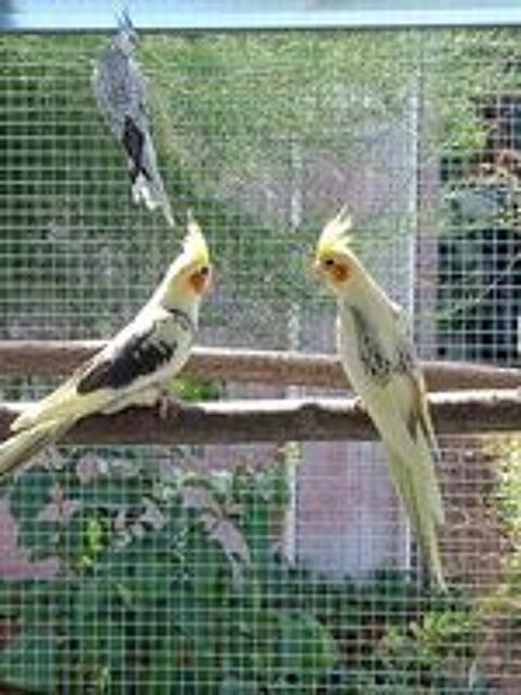   Calopsittes (Nimphicus hollandicus) 