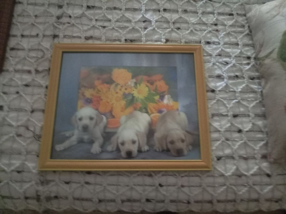 CADRE PHOTO TROIS PETITS CHIENS LABRADOR 33 X 27 cm Décoration