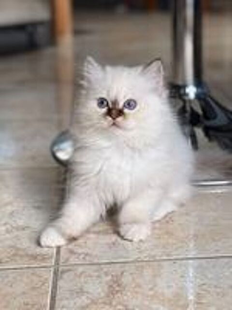   Adorables chatons sacrés de Birmanie 