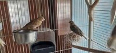   Canaris de posture 