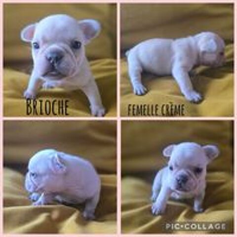   Chiots bouledogue français exotiques  