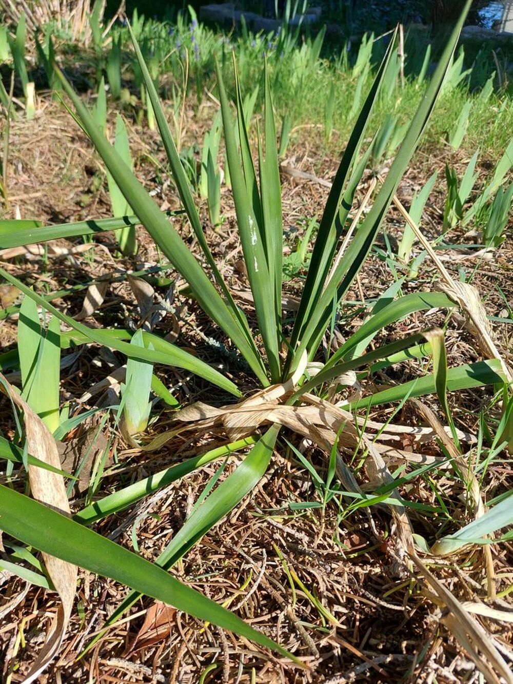 Yuccas d ext&eacute;rieur Jardin