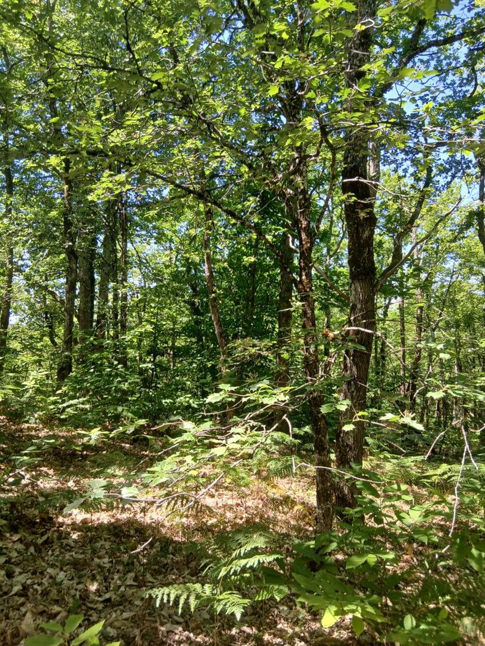 Vente Terrain terrain boisé pour loisirs Le montat