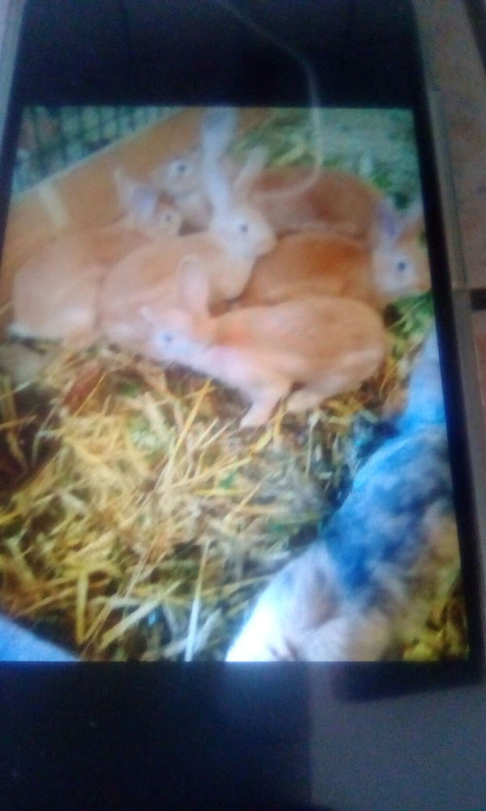   Dispo lapin  