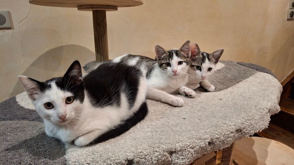   Chaton femelle 3 mois noir & blanc 