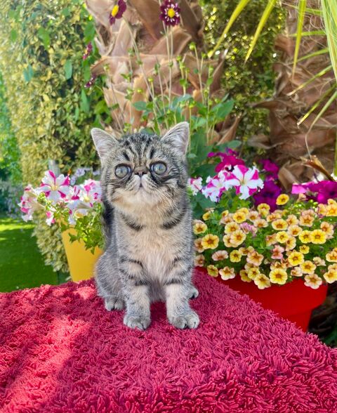 Chatons Exotic Shorthair LOOF sant&eacute; garantie 1390 66270 Le soler