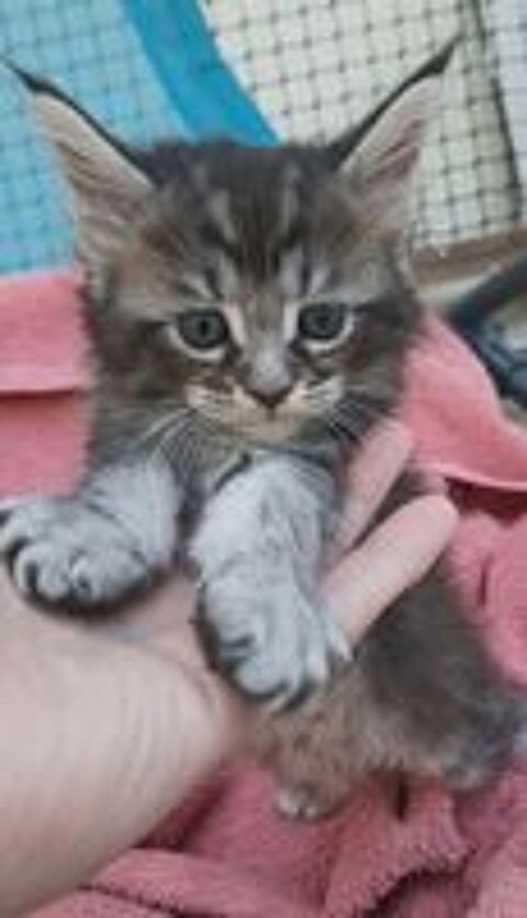   Chaton Maine coon 