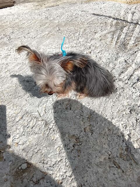 Yorkshire 500 Martinique (97)