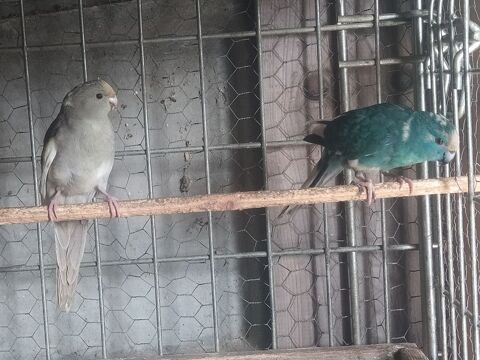 Kakariki 120 81370 Saint-sulpice