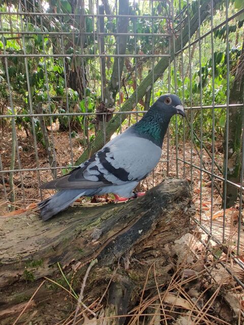Pigeon type voyageurs 25 56220 Saint-jacut-les-pins