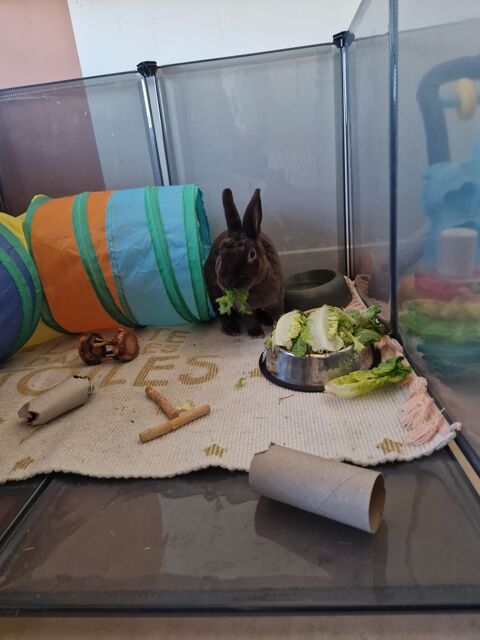 Lapin nains de 3 ans 150 92110 Clichy