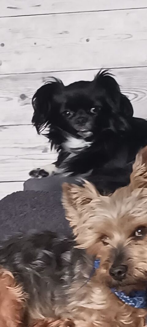 Chihuahua noir et blanc LOF dispo pour saillie,  &acirc;ge 2.5 ans 350 62400 Béthune