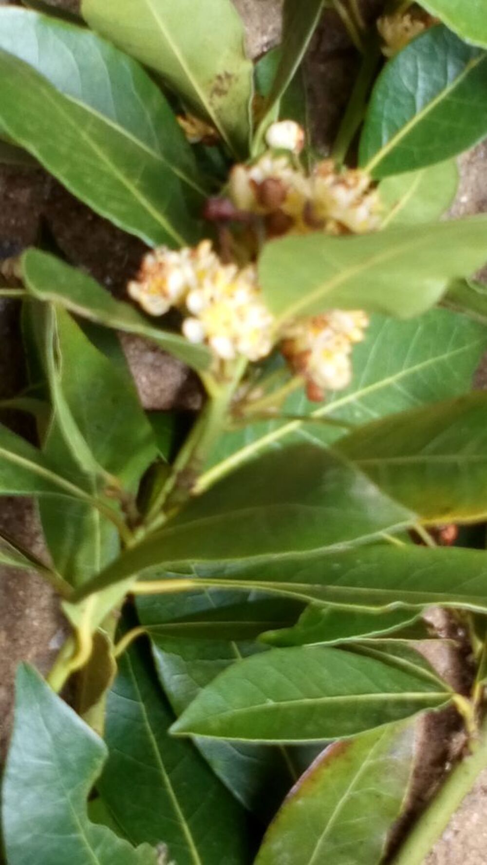 Branche de laurier sauce Jardin
