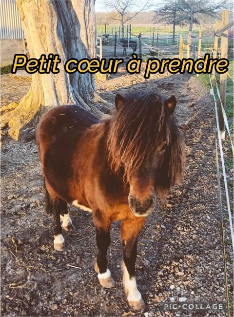 Cheval Miniature Am&eacute;ricain 500 45420 Dammarie-en-puisaye