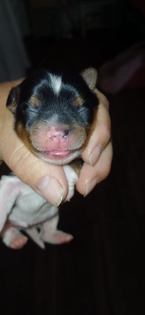 Yorkshires biewer 1200 16000 Angoulme