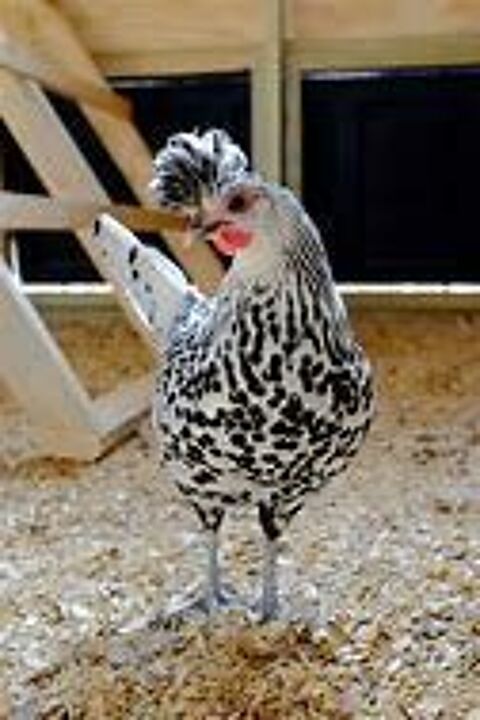   Oeuf fécondé, poussin, poule, coq Appenzelloise 