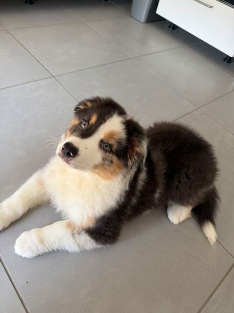 Chiot berger australien merle 0 59283 Raimbeaucourt