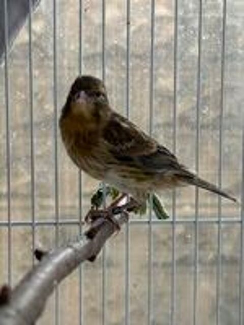   Oiseau canari/trtue 