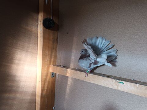 pigeons  diverses races   lynx   fantail paon  giers 20 13450 Grans