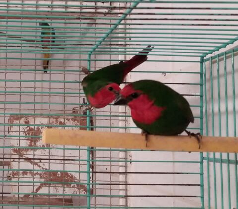 PAPE DE NOUMEA 90 09400 Tarascon-sur-arige