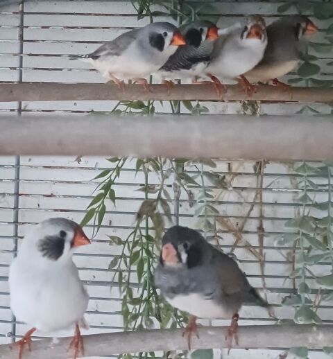 mandarin males et femelles 5 85300 Challans