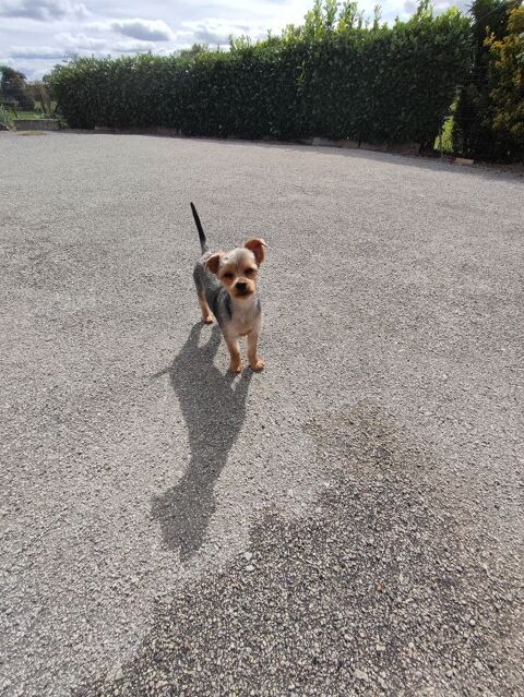 Chiot male Yorkshire terrier . 750 87320 Darnac