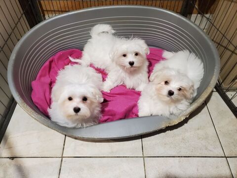 Magnifiques chiots bichons maltais. 950 74490 Saint-jeoire