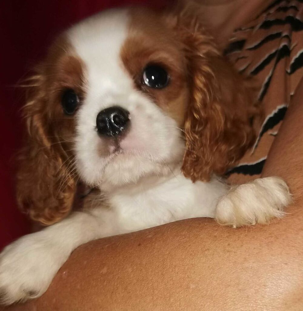   Cavalier king charles 